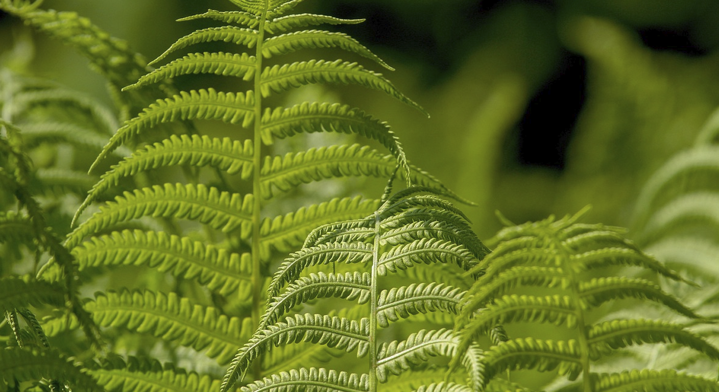 How Plants Sense Danger Without Eyes or Ears